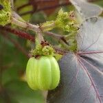 Jatropha gossypiifoliaFruit