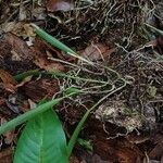 Prosthechea aemula Corteza