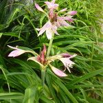 Crinum × powellii Flower