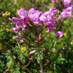 Pedicularis gyroflexa Хабит