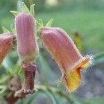 Digitalis obscura Fruit