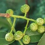 Zanthoxylum bungeanum Frutto