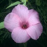 Hibiscus furcellatus Λουλούδι
