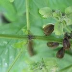 Ocimum campechianum Облик