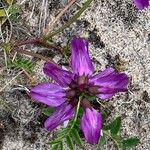 Oxytropis lapponica फूल