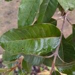Harungana madagascariensis Hoja
