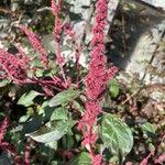 Amaranthus hypochondriacusFleur