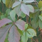 Parthenocissus quinquefoliaLeaf