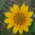 Wyethia angustifolia Flower