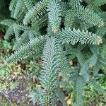 Abies numidica ഇല