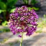 Allium giganteum Flor