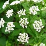 Chaerophyllum hirsutum Blomst