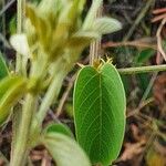 Helinus integrifolius Lehti