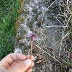 Lamium hybridumFlower