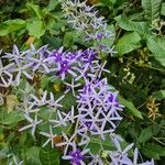 Petrea volubilis Blüte