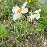 Narcissus × medioluteus Flower
