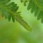 Selaginella myosurus Leaf