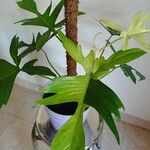 Philodendron pedatumBlad