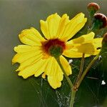 Coreopsis leavenworthii Flower