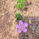 Geranium viscosissimum Blomst