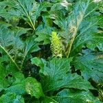 Acanthus spinosus Flor