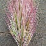 Bromus rubens Flower