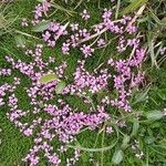 Silene acaulis Flower