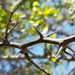 Ziziphus mistol Otro
