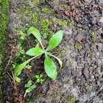 Erigeron pulchellus Leaf