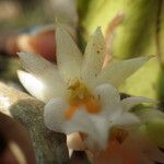 Calyptrochilum christyanum Кветка