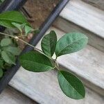 Mansoa alliacea Leaf