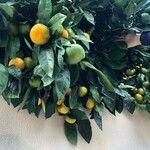 Citrus × aurantium Froito