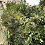 Ilex meserveae موطن