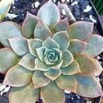 Echeveria PunitaLiść