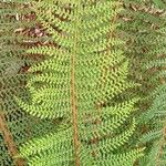 Polystichum setiferum Φύλλο