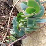 Kalanchoe marnieriana Ліст