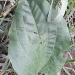 Echinodorus grandiflorus Folha