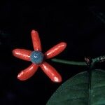 Heisteria cauliflora Fruit