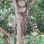 Cordia americana Bark