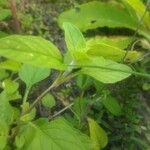 Prunella vulgaris Leaf