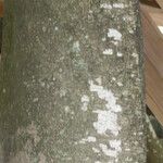 Ficus benjamina Kabuk