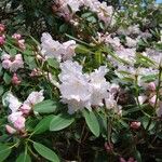 Rhododendron vernicosum Blomst