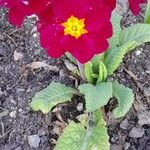 Primula × polyantha Habitus