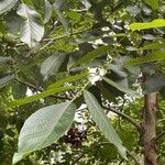 Juglans regia Fuelha