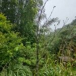 Handroanthus ochraceus Habit