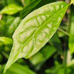 Thunbergia erecta পাতা