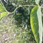 Lysimachia vulgaris Leaf
