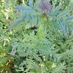 Phacelia congesta Blüte