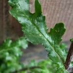 Senecio vulgaris Blad