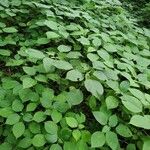 Laportea canadensis Habitat